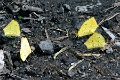 PIERIDAE, Eurema xanthochlora (or Mathania)